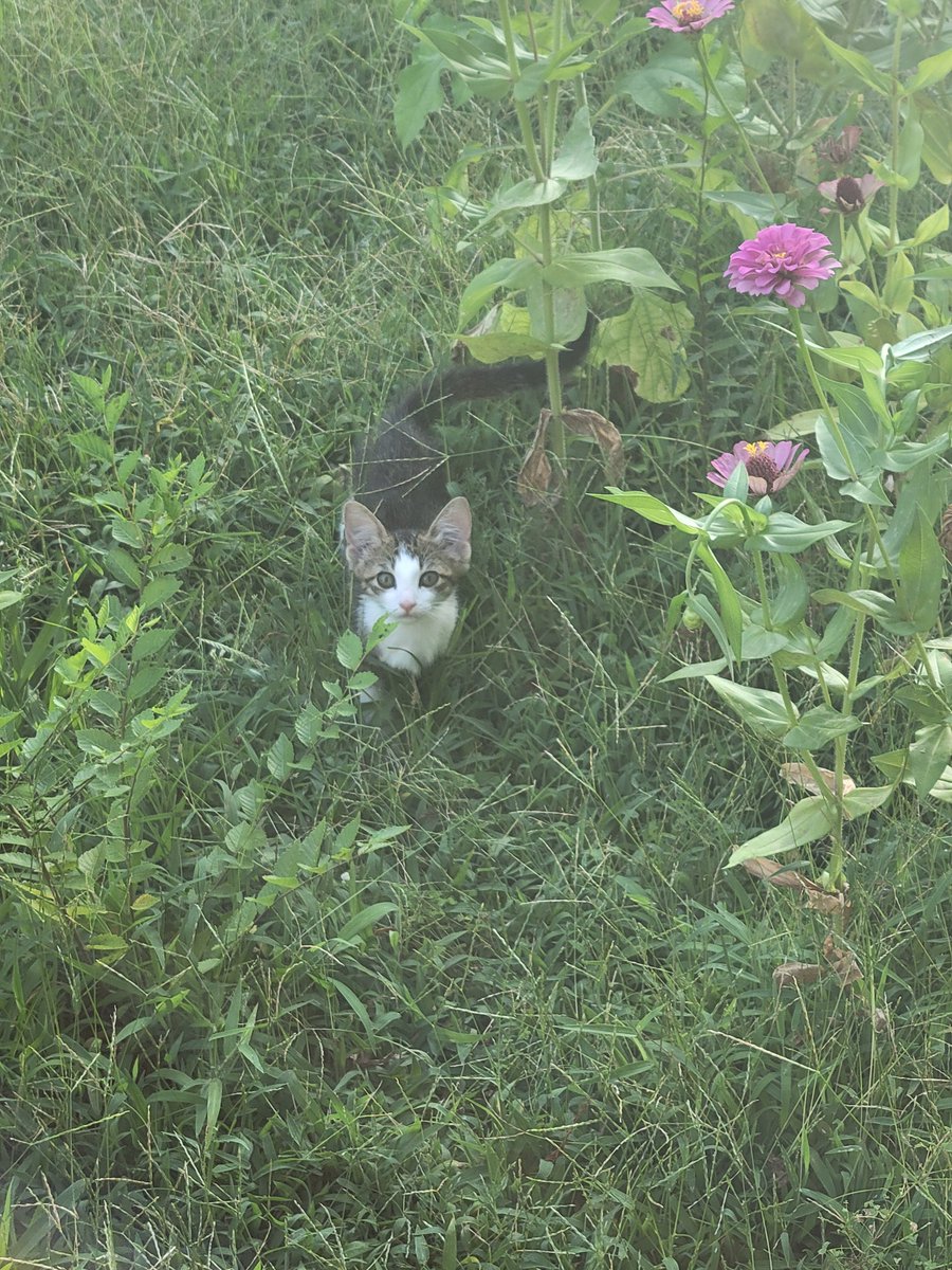maykisssu's tweet photo. @yofuiaquella aw this reminds me of the kitten i gave away, micheal lol. born on the day i went to watch the movie. https://t.co/XiJOB9AyiG
