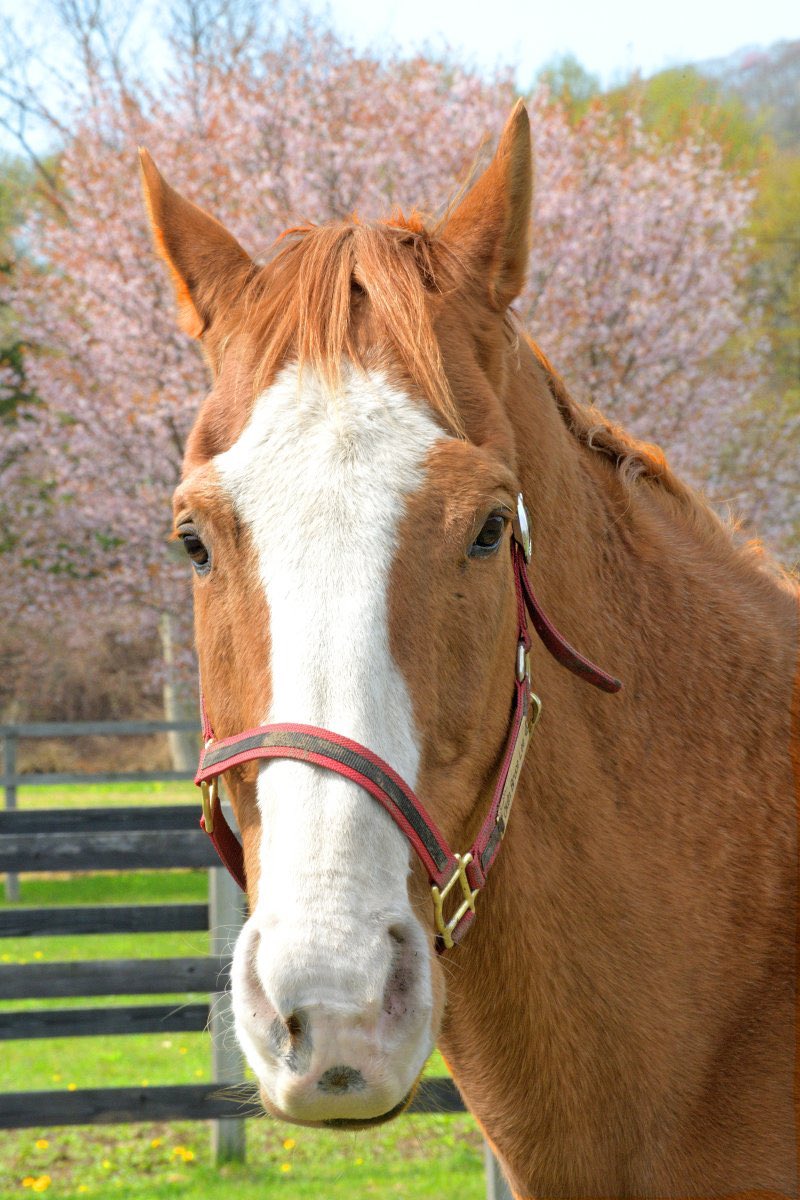 suzuma555's tweet photo. オウケンブルースリが種牡馬やってた頃は正直そこまで話題になってなくって、引退してAERUに来てスズカと二代目なかよしツインズを結成して、のんびり癒し系キャラから人気が出て、うまコッペなるスイーツまで生まれて。
みんなアチョーくんに癒されてた。
ありがとう。
おやすみなさい。 https://t.co/MwjF3sEk0w