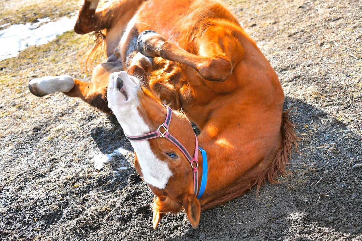 suzuma555's tweet photo. オウケンブルースリが種牡馬やってた頃は正直そこまで話題になってなくって、引退してAERUに来てスズカと二代目なかよしツインズを結成して、のんびり癒し系キャラから人気が出て、うまコッペなるスイーツまで生まれて。
みんなアチョーくんに癒されてた。
ありがとう。
おやすみなさい。 https://t.co/MwjF3sEk0w