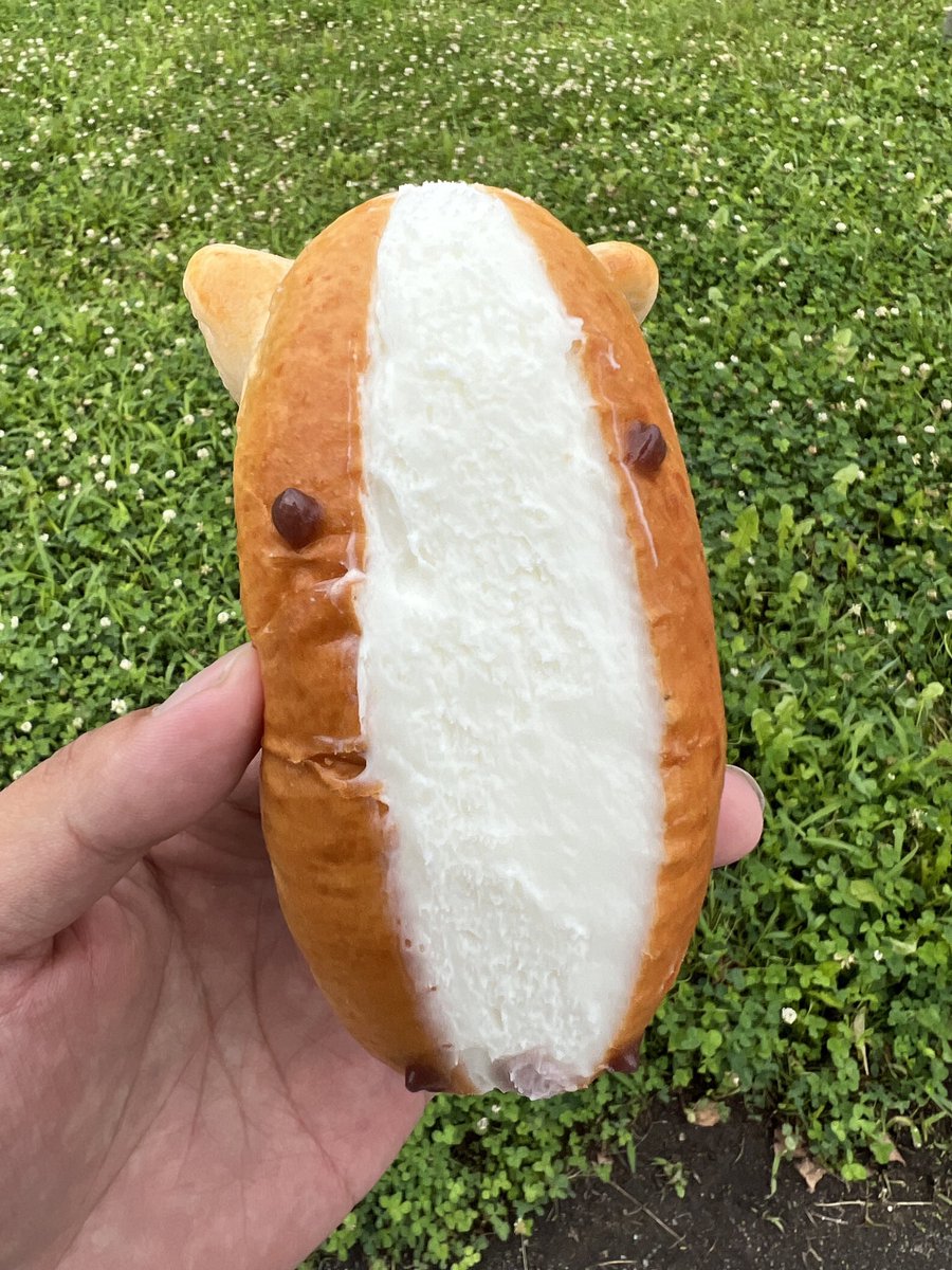 suzuma555's tweet photo. オウケンブルースリが種牡馬やってた頃は正直そこまで話題になってなくって、引退してAERUに来てスズカと二代目なかよしツインズを結成して、のんびり癒し系キャラから人気が出て、うまコッペなるスイーツまで生まれて。
みんなアチョーくんに癒されてた。
ありがとう。
おやすみなさい。 https://t.co/MwjF3sEk0w