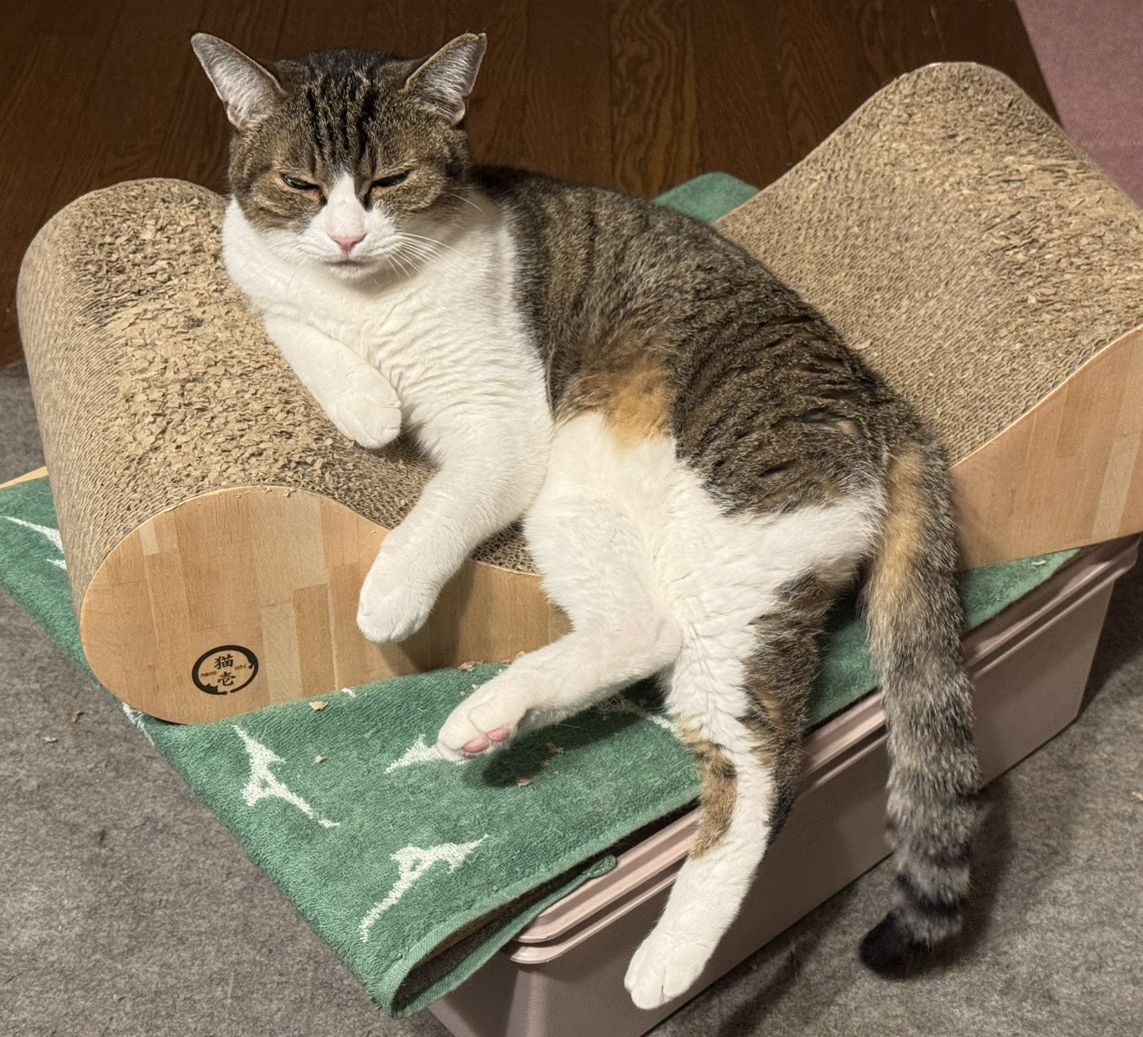 emukei007's tweet photo. 我が家の猫ちゃん。今日もまったりです。そろそろベッド爪とぎ買い替えないと(´ω｀)
#猫 #猫写真 #猫のいる暮らし #猫のいる幸せ https://t.co/TcbNWxfd5A