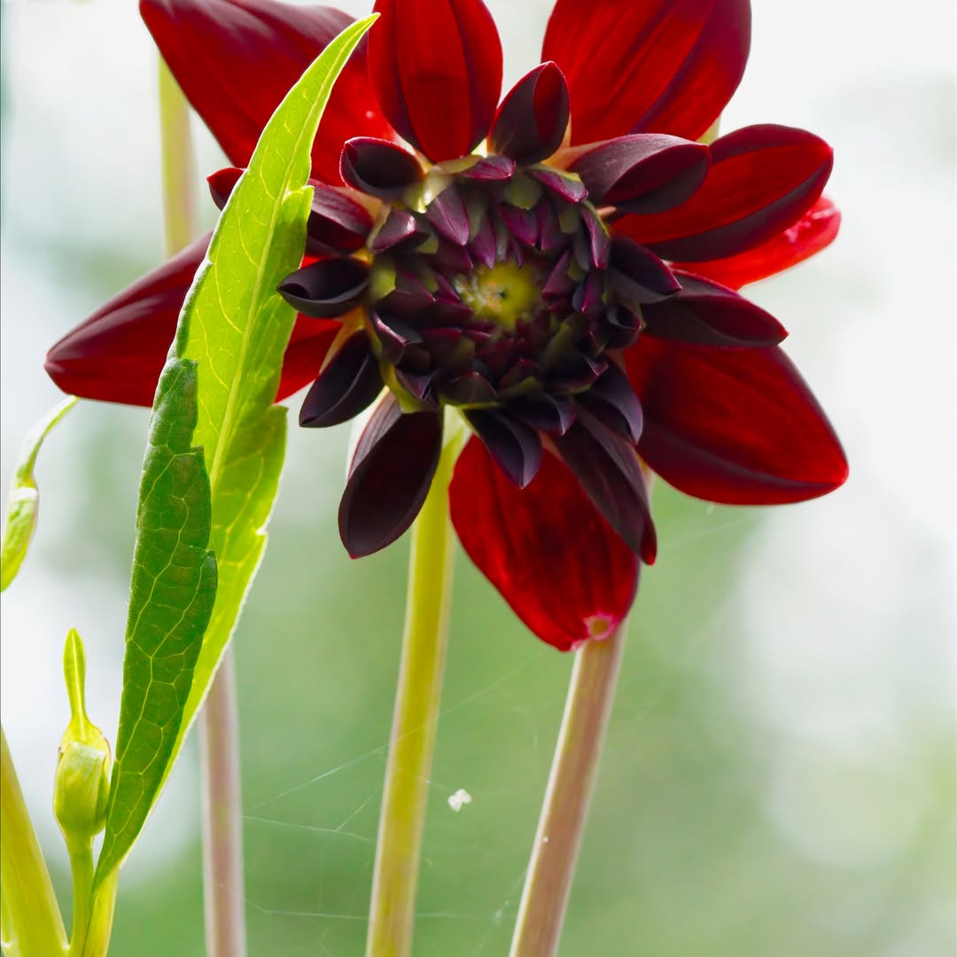 AmbroseRarick's tweet photo. A bee visiting vibrant garden dahlias. Swipe through for the full range of colours! Shot on a Minolta 100mm macro lens with a Sony a6600. https://t.co/IFMvJQcGlk