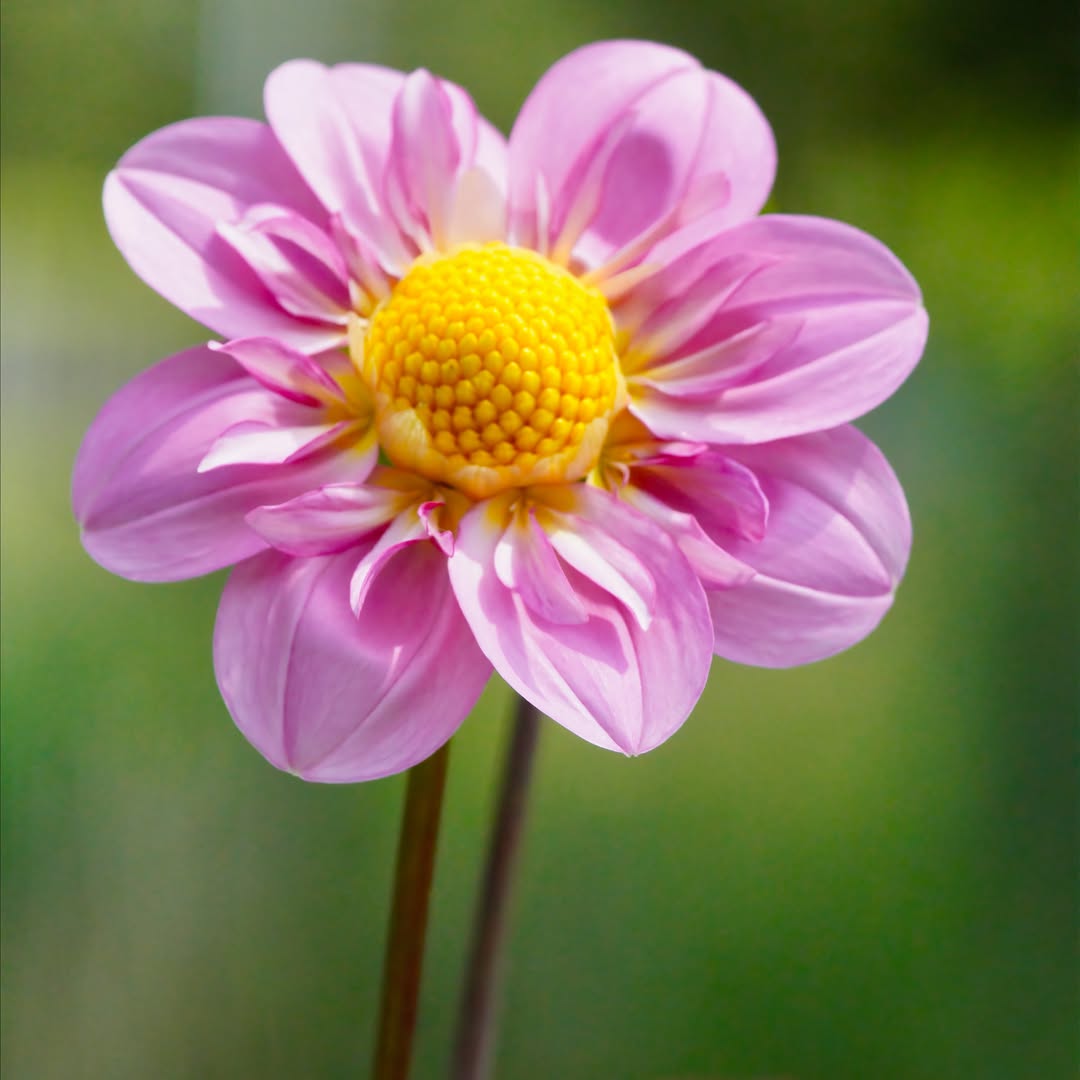 AmbroseRarick's tweet photo. A bee visiting vibrant garden dahlias. Swipe through for the full range of colours! Shot on a Minolta 100mm macro lens with a Sony a6600. https://t.co/IFMvJQcGlk