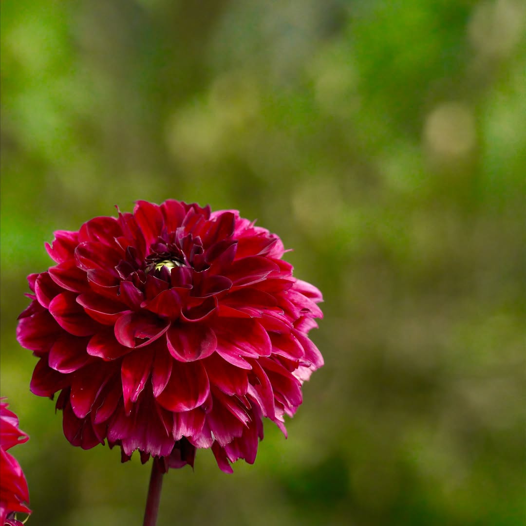 AmbroseRarick's tweet photo. A bee visiting vibrant garden dahlias. Swipe through for the full range of colours! Shot on a Minolta 100mm macro lens with a Sony a6600. https://t.co/IFMvJQcGlk