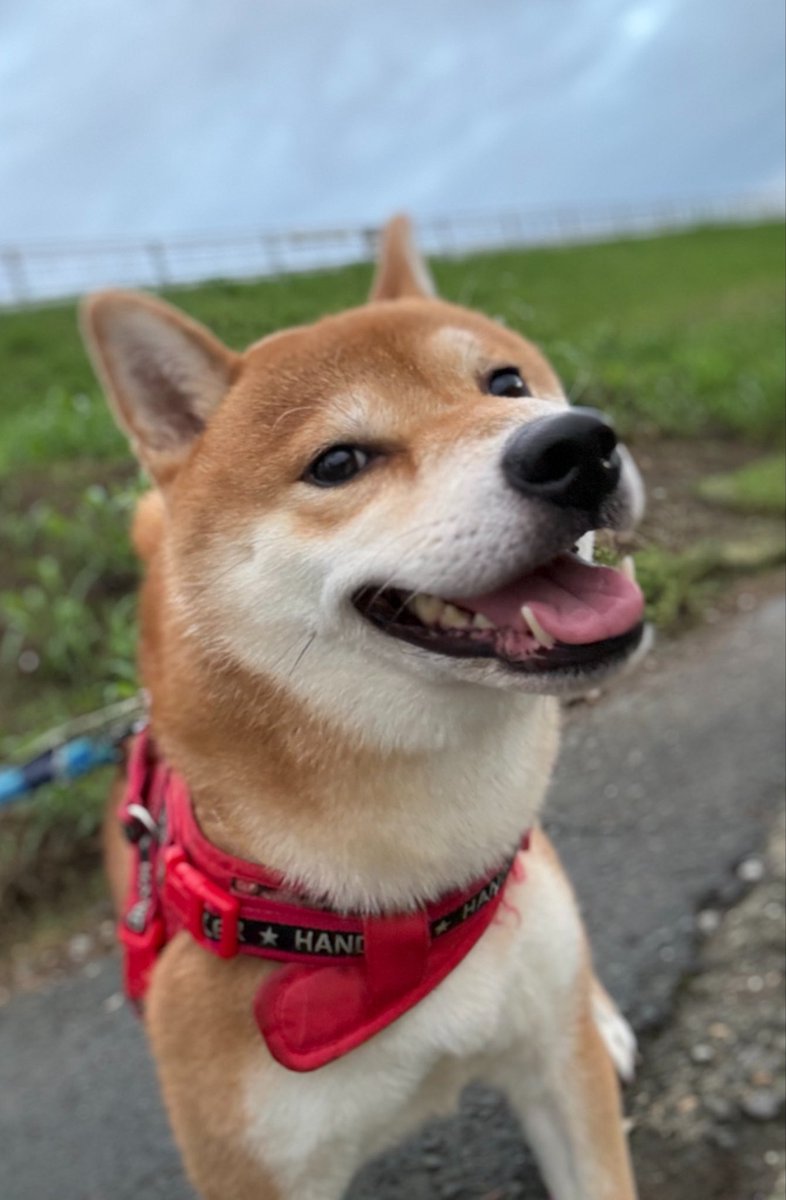 kota_m418's tweet photo. 曇り空ですが雨が上がりました！！

今日朝からすごくて仕事が休みになりました

ゆっくり出来た！！

皆さんのところは大丈夫ですか？？

明日明後日飼い主頑張ります！

久しぶりのこたろう！！

雨が続いてて遠出散歩久しぶりに出来た！！

こたろうも喜んでました！

#ポートレート #柴犬 https://t.co/OoaeaX1ijp