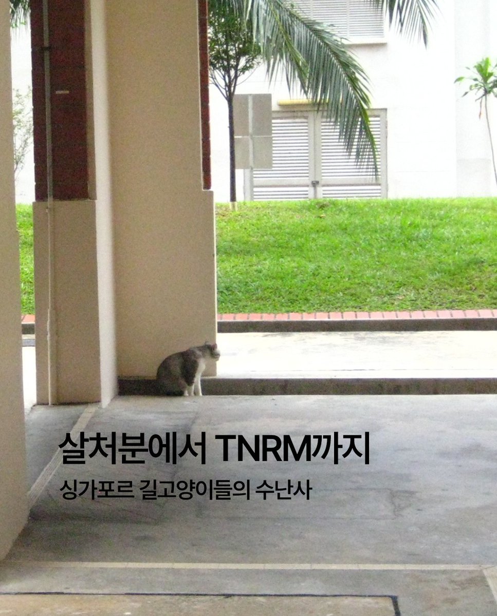 MagazineTac's tweet photo. 오늘 9월 9일은 한국고양이의 날입니다.

얼마 전 한 TV 프로그램에서 윤 샘이 이런 말씀을 하시는 것을 들었습니다. 싱가포르는 한때 길고양이를 대규모로 살처분하던 나라였지만, 현재는 TNR을 중심으로 길고양이를 관리하고 있다고요. 그래서 그 역사를 찾아보았습니다.

2003년 싱가포르에는 약 8만 마리의 길고양이가 살고 있었습니다. 당시 정부기관인 농식품수의청(AVA)과 싱가포르동물학대방지협회(SPCA)가 포획해 죽인 길고양이는 해마다 약 1만∼1만 3,000마리에 달했습니다.

그해 사스(SARS)가 확산되자 정부는 ‘공중위생’을 내세운 ‘Singapore’s OK’ 캠페인 아래 시장과 호커센터 주변의 길동물 포획을 강화했습니다. 정부가 고양이를 사스 전파 동물로 공식 지목한 것은 아니지만, 당시 AVA 관계자들은 고양이의 감염 가능성을 의심해 포획과 부검을 시행했습니다.

5월 한 달 동안 포획된 고양이는 422마리였고, 위생 캠페인이 진행되는 동안 약 700마리가 죽었습니다. 이후 길고양이 140마리를 검사한 결과는 모두 음성이었습니다.

시민들은 죽은 고양이들을 위한 추모식을 열고 파란 리본을 달았습니다. “동물이 아니라 무지를 없애라”라는 문구가 적힌 티셔츠를 만들었고, 활동가들은 밤마다 거리의 고양이를 구조했습니다.

이러한 시민사회의 오랜 활동과 논쟁을 거쳐 싱가포르는 2011년 일부 지역에서 길고양이 중성화 사업을 다시 시작했고, 2014년에는 섬 전역으로 확대했습니다. 2024년부터는 고양이를 포획해 중성화하고, 입양하거나 원래 살던 곳으로 돌려보내 관리하는 TNRM 제도를 전국적으로 운영하고 있습니다.

《고양이는 어디에 살고 있을까》는 싱가포르 길고양이들의 삶을 관찰하고 기록한 책입니다.

아틀리에 호코는 고양이가 도시의 거주민으로서 어디에서 먹고 자는지, 어디에 몸을 숨기고 사람과 마주치는지를 따라갑니다. 특히 공공주택 아래의 열린 공간인 ‘보이드 데크’를 비롯해 인간과 고양이가 함께 사용하는 도시의 틈을 기록합니다.

이 책은 고양이를 어떻게 관리해야 하는지 답을 내리는 책이라기보다, 인간이 만든 도시에서 고양이가 어떻게 자기 자리를 찾아 살아가는지를 살펴보는 동네 관찰 보고서입니다.

한국고양이의 날을 맞아
《고양이는 어디에 살고 있을까》 2쇄를 소개합니다.

9월에는 치즈 고양이 꼬리의 표지를 동네 서점에서 먼저 만나보실 수 있습니다. 현재 2쇄는 직거래로 서점에 우선 공급하고 있으며, 입고 문의도 반갑게 기다립니다. (DM주세요)
10월부터는 유통사를 통해서도 만나보실 수 있습니다.

아틀리에 호코 지음
심예진 옮김
프레스탁 펴냄

📃자료: 싱가포르 농식품수의청 발표문(2003. 5. 28.), Ying-kit Chan(2016), 싱가포르 동물수의청(AVS)
📸 구글이미지/ 아틀리에 호코