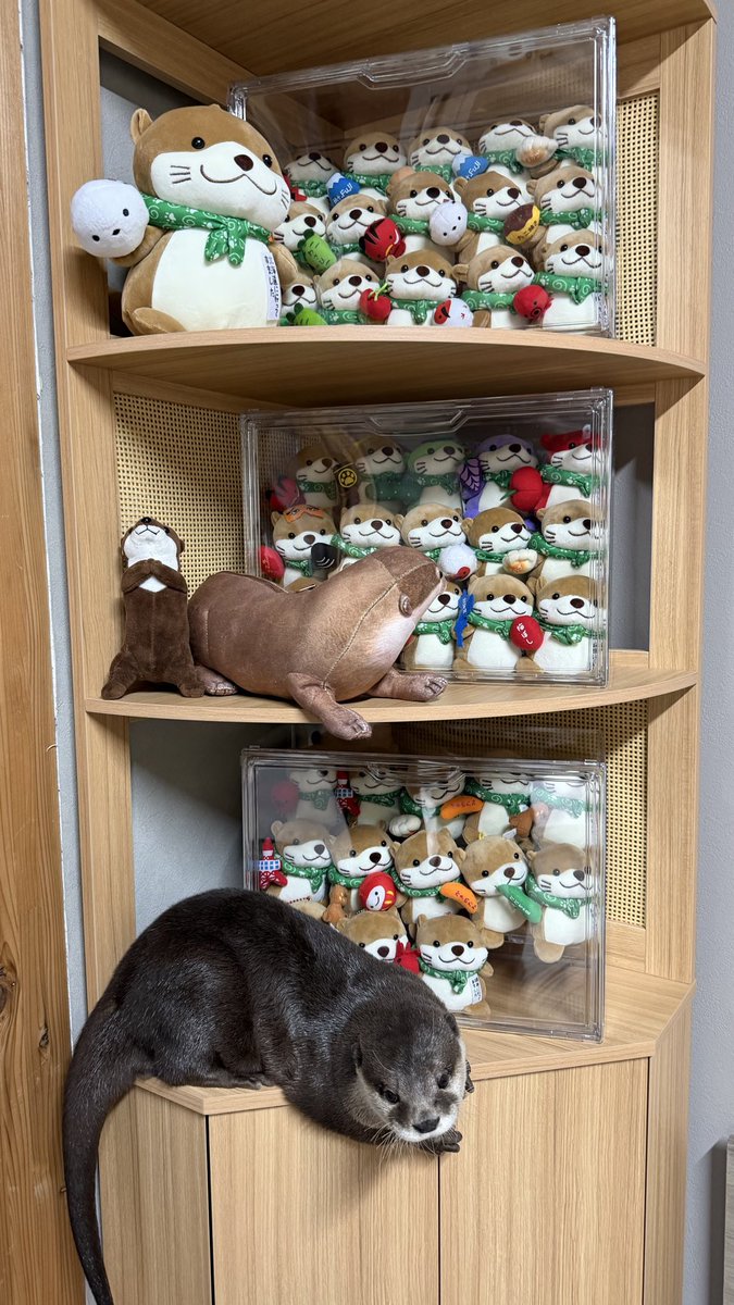 aty06203834's tweet photo. カワウソまみれ https://t.co/N1VJEXHF09