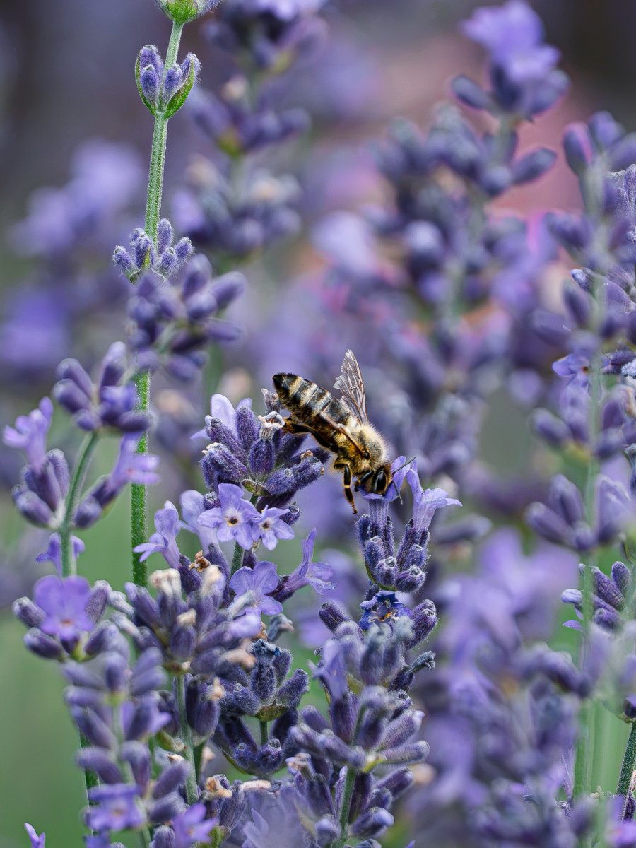 Tittyjmsm's tweet photo. Bee on lavender, photographed with a telephoto lens 
Sony A7IV + FE 200-600mm https://t.co/k7TXRE2TWs