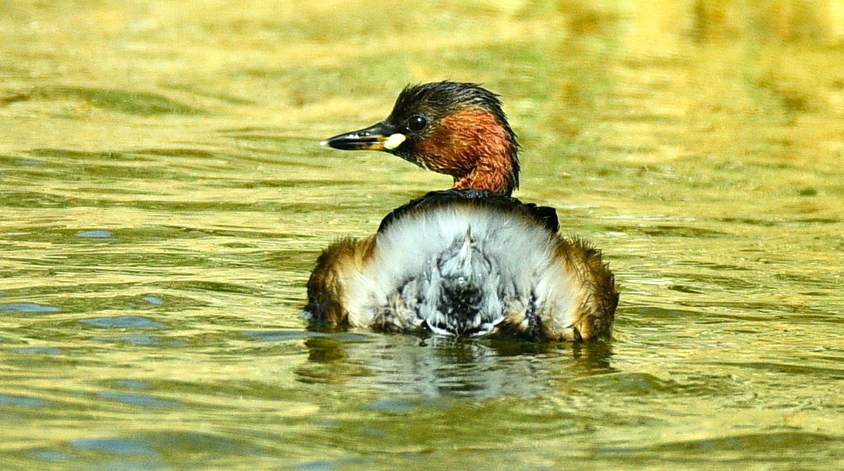 BirdsofBahrain's tweet photo. #Bahrain #Birds Got rear-ended by a Little Grebe https://t.co/7m2BfyudTr