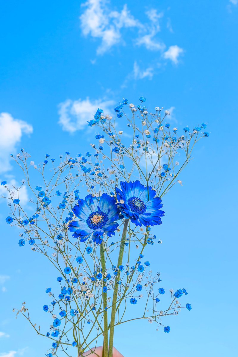 Noah_photobook's tweet photo. 青空と青いお花が好き https://t.co/rAyHM8VMWK