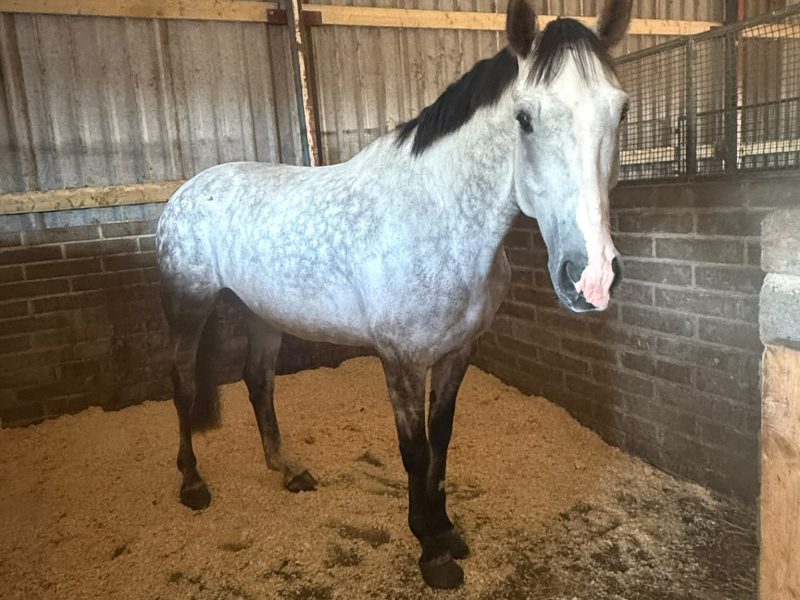 EverythingHors's tweet photo. 🍀 New Listing 🍀 16.1hh 6yo Irish Sport Horse Gelding for Sale - more here 👇https://t.co/Xhu3ecjp39 via @everythinghors #horsesforsale #geldings https://t.co/xPBvTxmza2