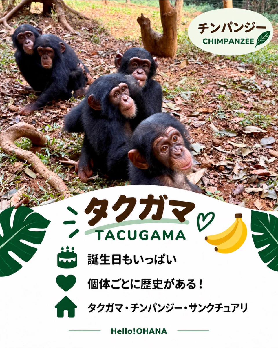 Hello!OHANA｜動物たちの応援団🐧🌸 on X: 