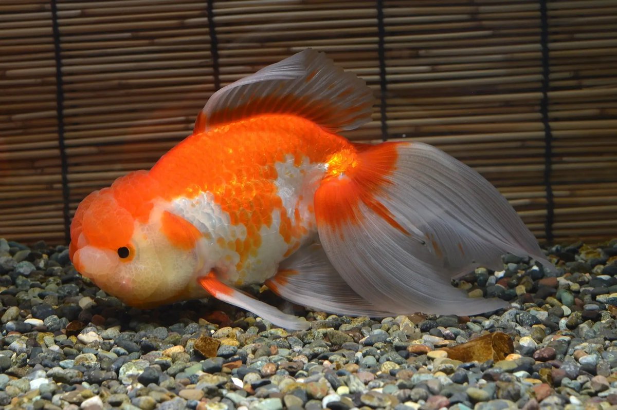 oinagoya's tweet photo. 名古屋港水族館で9月18日から、特別展

KINGYO～四季が彩る日本の金魚文化～ が開催されるよ～✨️
https://t.co/YhxZEZy1AL https://t.co/vQxPfMYqAh