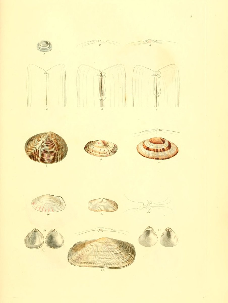 CRCiencia's tweet photo. ILUSTRACIENCIA
Moluscos de las islas Británicas
📚 Conchylia insularum Britannicarum. The shells of the British islands, London, M.A. Nattali, 1822
#Moluscos #IlustraCiencia https://t.co/dInJWRwwLc
