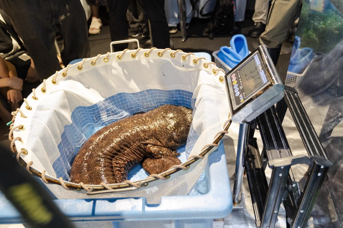 京都水族館 on X: 