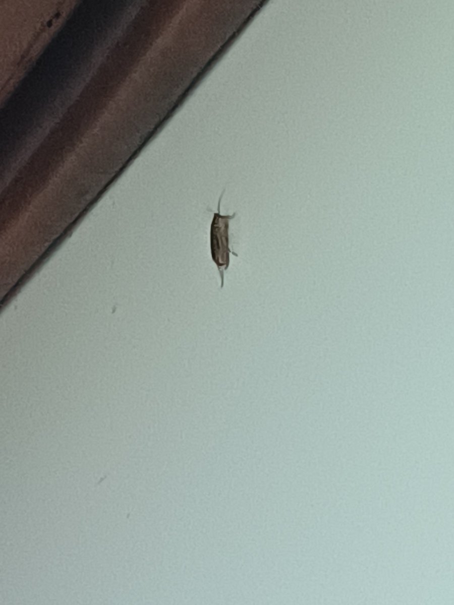 nilanjan_21's tweet photo. @RailMinIndia  2day found real cockroched in AC first class. Is this kind of services we expect in premium train 12246.

🚈 performing worts under @ashwiniviahnaw

@irctc @railmadad https://t.co/Pn6OOPPstc