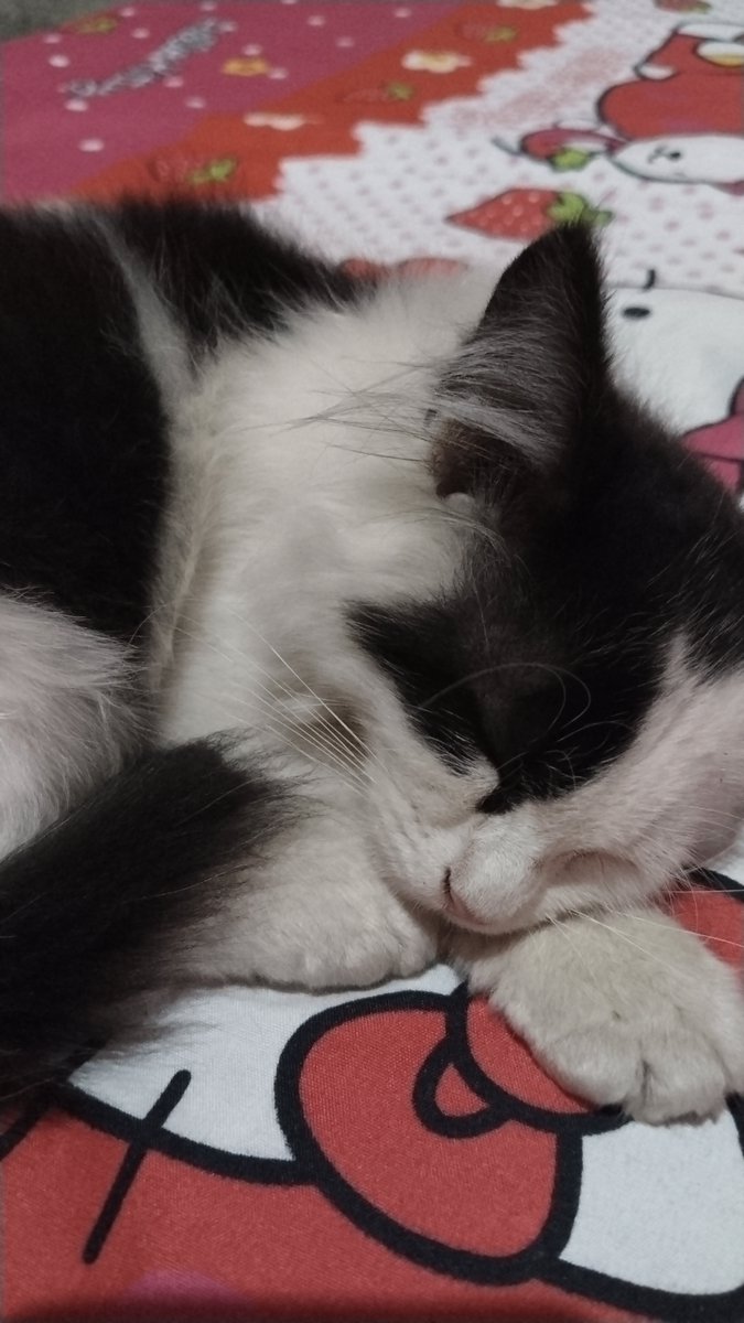 cacaxx12_'s tweet photo. Koo ayok pulangg ikut mamak sama titis lagii, titis sedih ko kamu tinggal pergi gatau kemanaa🥺😞
Kalau ciko lagi main pulang yaaa Koo plisss, titis syg banget sama ciko https://t.co/cV8LSdQK2G