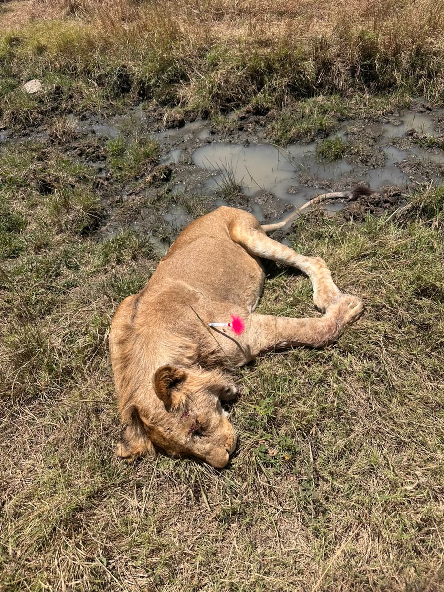 KWSKenya's tweet photo. In the wild, lions fight for territory, dominance and their place within the pride. Sometimes, those battles leave more than scars. 

Near Kishanga, Olare ya Pili, a young male lion was spotted limping badly. When the KWS Mara Conservancy Veterinary Unit reached him, the extent of his injuries became clear, deep puncture wounds, a wound below the jaw and a badly dislocated shoulder, likely from a fierce territorial fight.

His wounds were cleaned and treated, and he received antibiotics, pain relief and supportive care. However, the shoulder injury remains serious, and his recovery outlook remains guarded.

He is part of a pride of about 10 lions. For now, the focus is on giving him the best chance to heal and regain his strength.

Your support helps make wildlife rescue and veterinary interventions like this possible. 

Donate today and help us protect more wildlife, one life at a time.
https://t.co/CMz0Dl2Xtk
#ThisIsOurWild #ExploreExperienceConserve