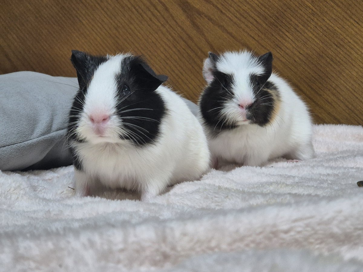 guinea_archive's tweet photo. 참고)우리집 아기기니♡♡ 뱃살도 따숩고 털도 너무 부들보들함..ㅜㅜ https://t.co/g7FN9uXrzh