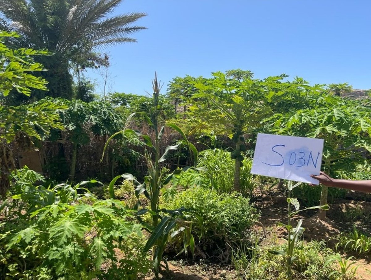 FAOSomalia's tweet photo. #SWALIM with @imc_puntland & #MoERCC mapped land use/cover, erosion risk & water resources across 6 Puntland watersheds using drone, satellite & GPS survey data. In Eyl, land cover classification achieved 82% accuracy, informing climate-resilient investments under @theGCF #UGBAAD https://t.co/aRfMOGAg5D