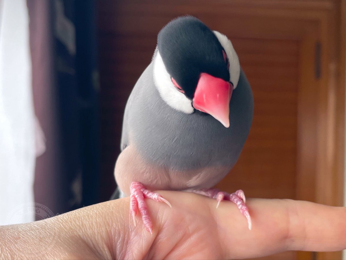 gelatik_putih's tweet photo. 実は先日、爪が半分くらいのところで折れて取れかかっていたナホ。
数日経ってもそのままで、触ると痛そうに足を引っ込める……、うーん、取れなくもなさそうなんだけど、血管のある部分なので病院の予約していました。 

ところが昨日、今まで一度も聞いたことのない陽気な声で「ピッ！ピッ！ピッ！ピッ！」と鳴きながら飛んできて、わたしの肩の上でせわしなく動き回るナホ。

「どうしたの、 なにがあったの？」と手に乗せてナホを見ると、取れかかっていた爪の先が、きれいになくなっている……!!!

ナホ、爪が取れたのがよほど嬉しかったんでしょうね。そしてそれをわたしにも知らせたくて、興奮しながら報告に来てくれたんでしょうね。

わたしがその爪を見て喜ぶと推測できているとしか思えないこの行動、すごくないですか？

よかったねー！よかったねー！って撫でながら言ってたら、もうその陽気なピッピッは2度と聞けなくなりました。
…うん、気持ち伝わったもんね♪

せっかくの予約の時間は、しっかり検診をしてきました🏥

文鳥がかしこくて、かわいい話でした🐥
#文鳥