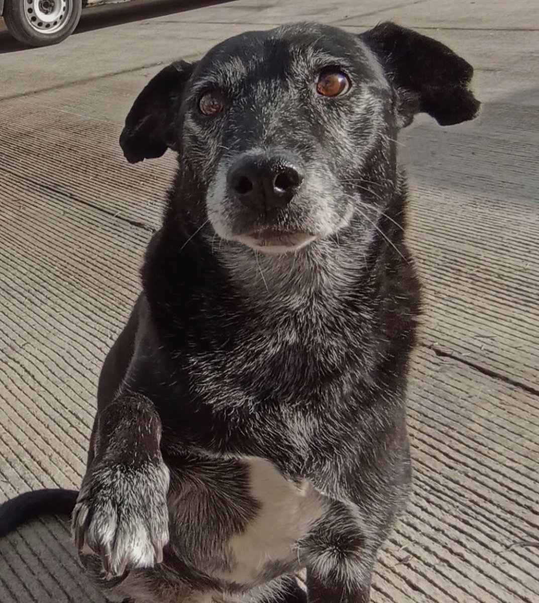 AlejoPrieto29's tweet photo. Buenas tardes, mi perrita cruzó ayer el arcoiris, pueden hacerle algo bonito? por favor https://t.co/6FJuXcRwdd
