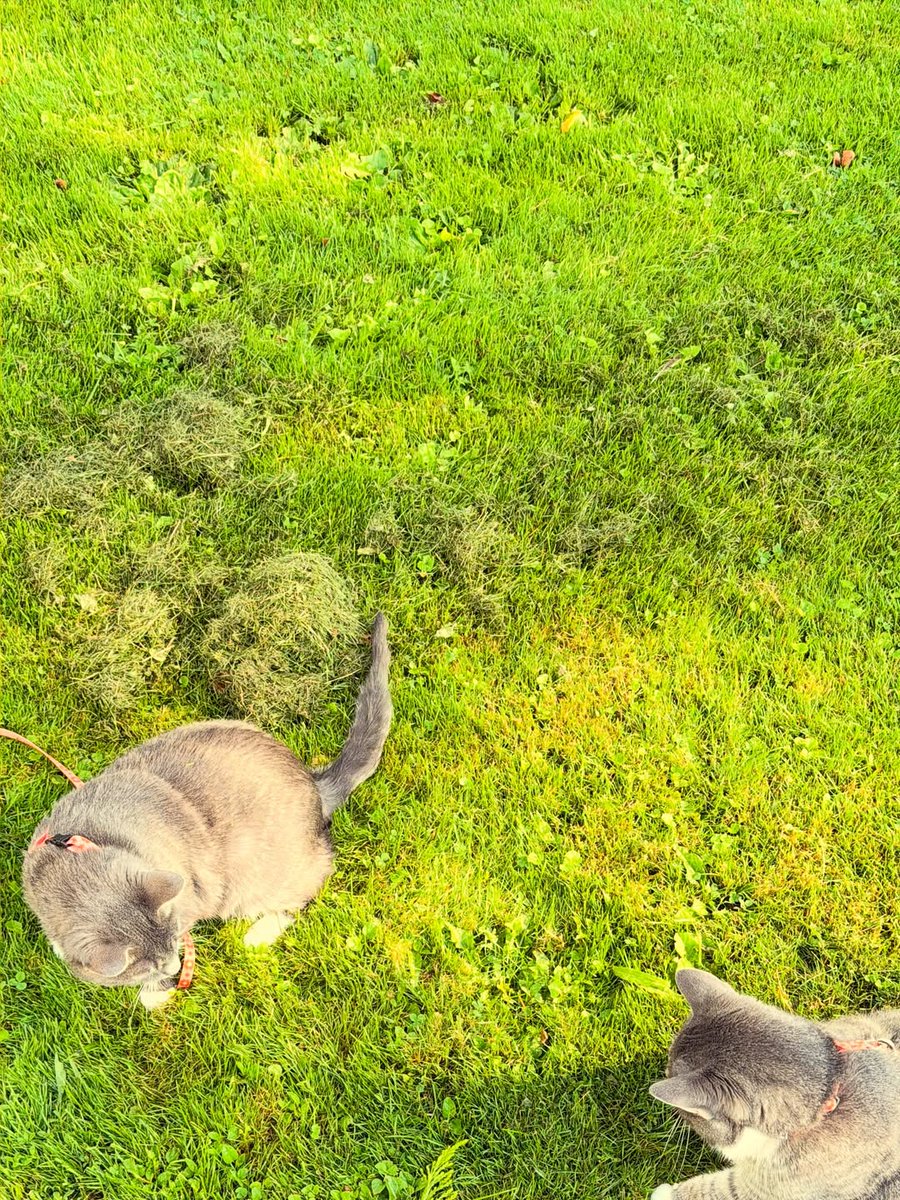 AugustusJondrow's tweet photo. Outdoor time for my beautiful boys! Bert &amp; Ernie https://t.co/Q1frfYeqi0