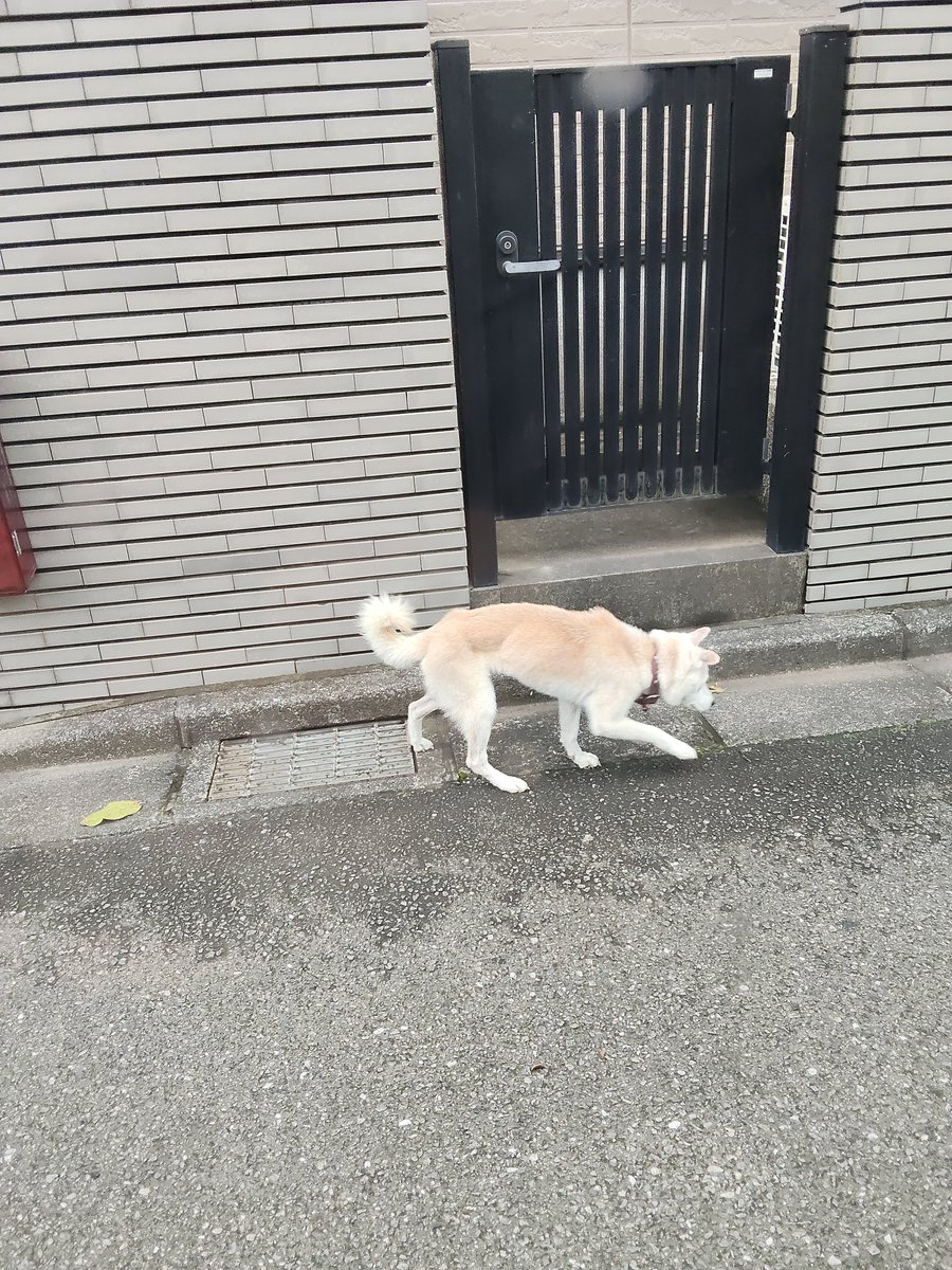 noise_sound03's tweet photo. #拡散希望  #迷子犬   #迷い犬  #埼玉県  #新座市  #片山  #柴犬 

1匹でヨタヨタと歩いていました。
赤っぽい首輪しています。

飼い主さんに情報が届きますように。 https://t.co/geQbXgkrKe