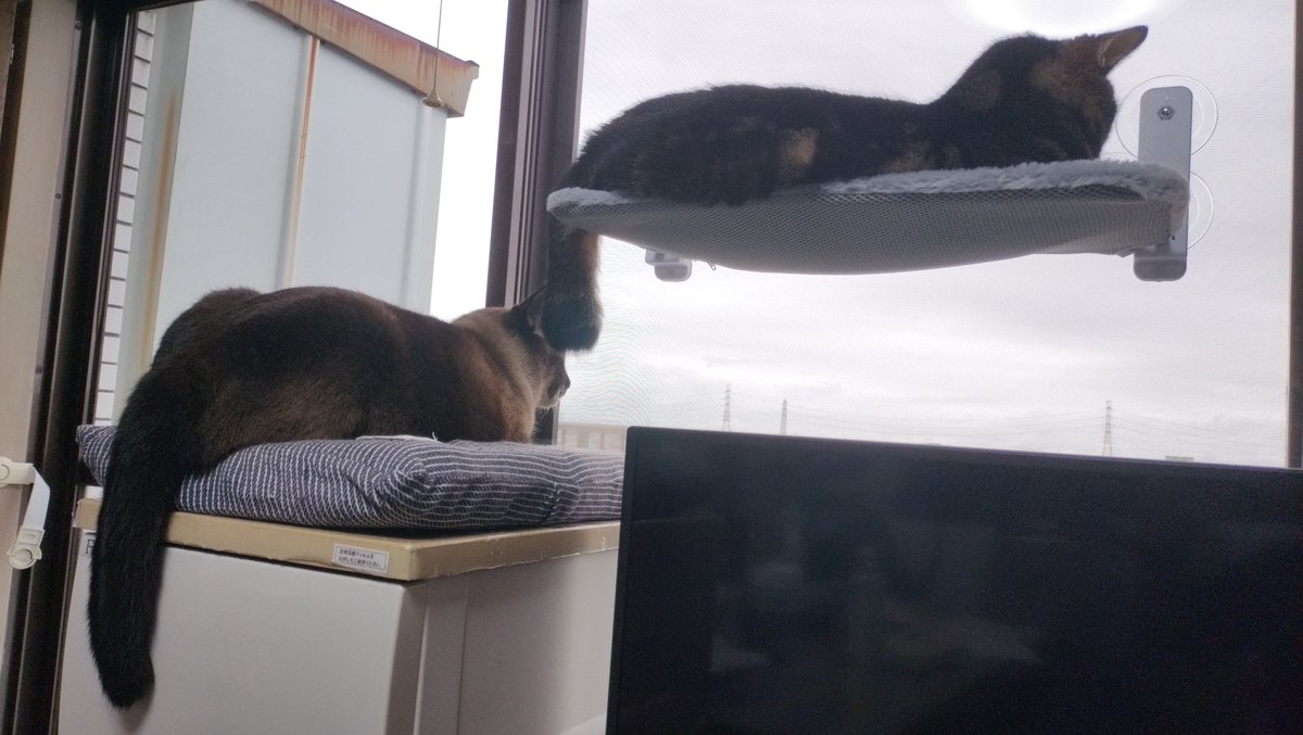 kaiandile's tweet photo. 増殖。
なぁに見てんだか…
#猫 #ねこ #猫が好き #猫がいる幸せ #猫がいる暮らし #猫好きな人と繋がりたい #猫写真 #猫は天使 #シャム #アメショ  #ハンモック https://t.co/eRtfCV2P7n