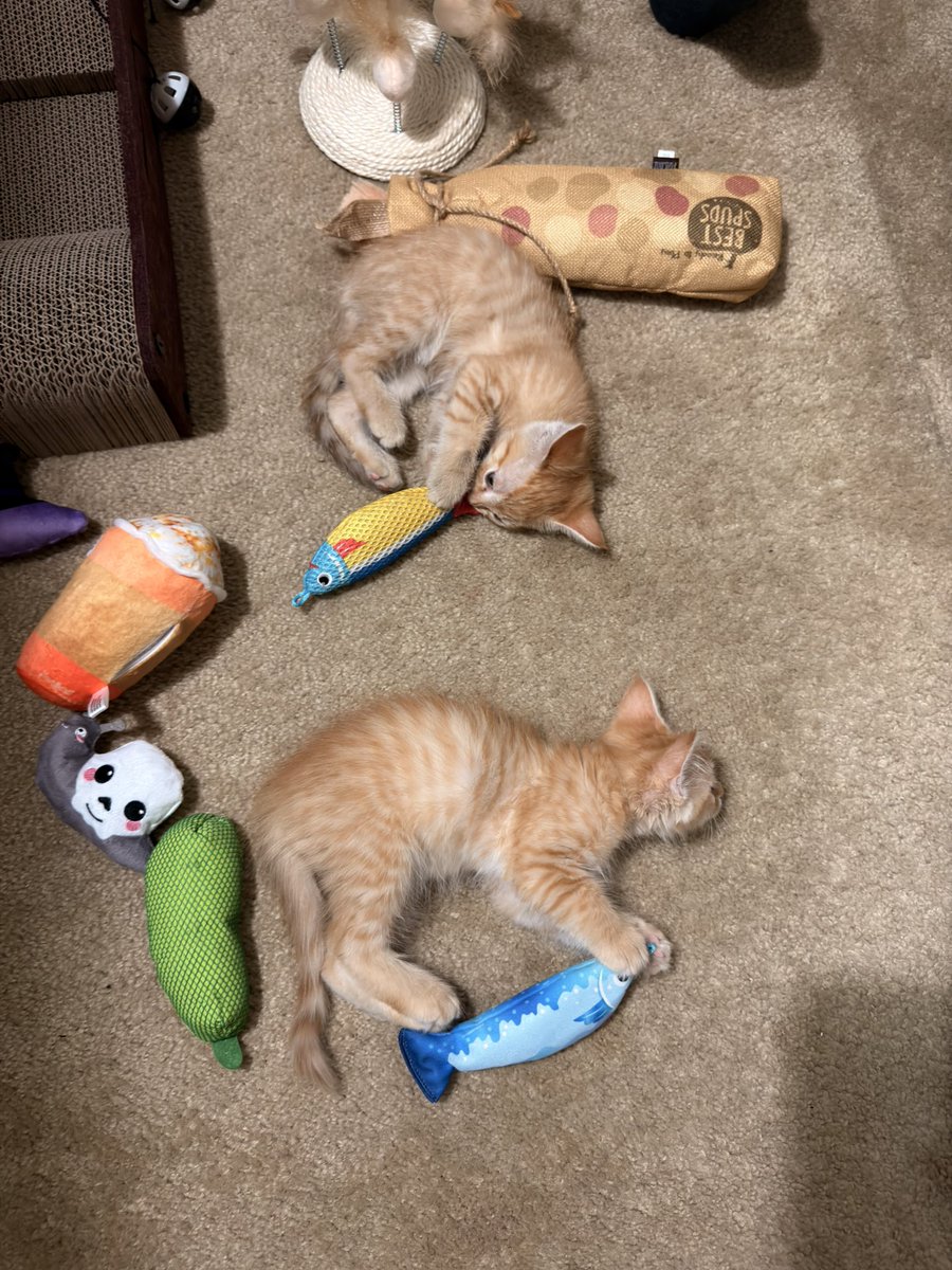 MiisterKomplex's tweet photo. @Albi_SideArms i almost forgot to show you my new kittens. Seeing how happy Mia made you it made me think I should get some too. First time cat dad. Meet Copper and Rusty. They are big fans of the streams. https://t.co/9rzFEMGzqU