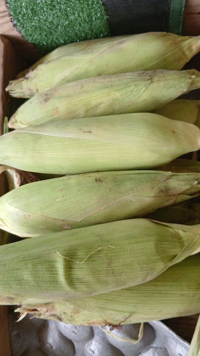 westrolplace's tweet photo. 🌽 JUST HARVESTED SWEETCORN! 🌽
Sweet, fresh, juicy &amp; crunchy! 😋
. 🌽💛
Order yours today! 📲🌽 Fresh from the farm → straight to your table!
Don’t wait till it’s gone! Order your sweetcorn today. 🛒📲 #momsonn #Benue https://t.co/bnfESGXLgo