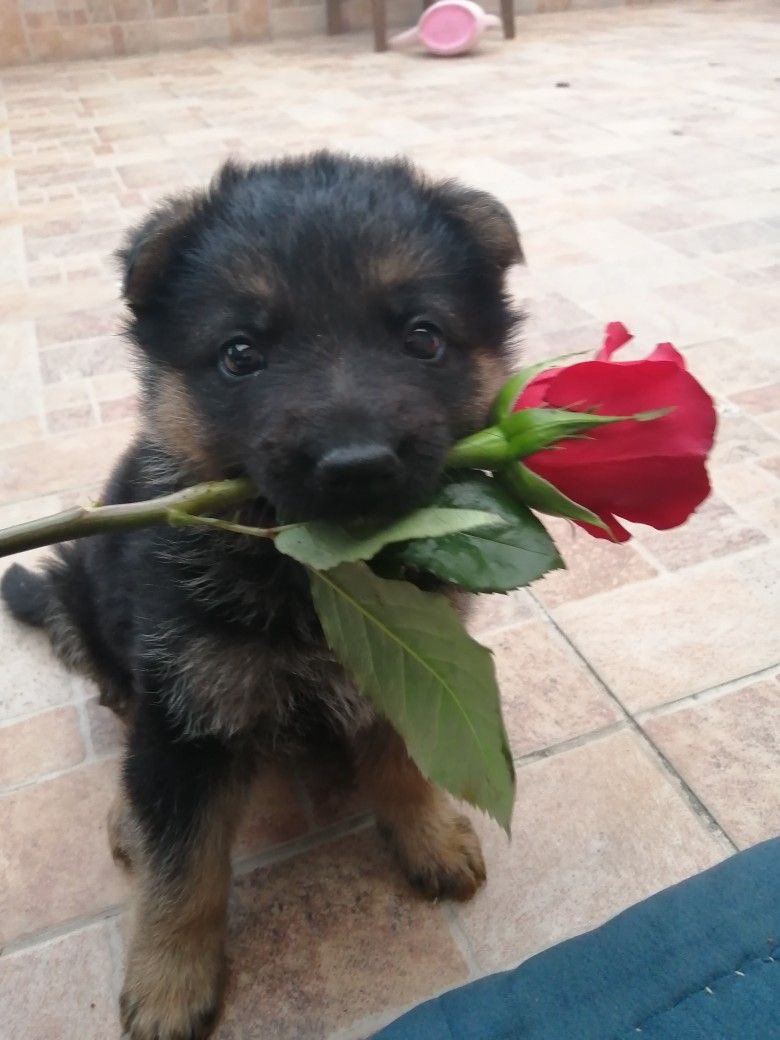 WannabeMutt's tweet photo. @__Lovelace__ Of course puppy :3 https://t.co/MumpMdDtJj