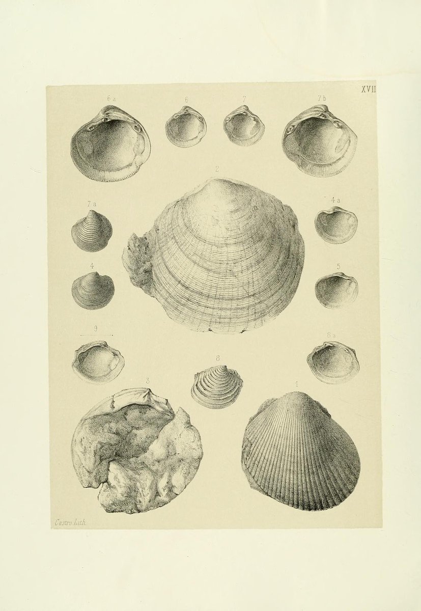 CRCpaleos's tweet photo. PALEOILUSTRACIONES
Moluscos fósiles de Portugal
📚 Mollusques tertiaires du Portugal, Lisbonne, Academie royale des sciences, 1903-04
#Cenozoico #Moluscos #IlustraCiencia https://t.co/ValHb7vAJY
