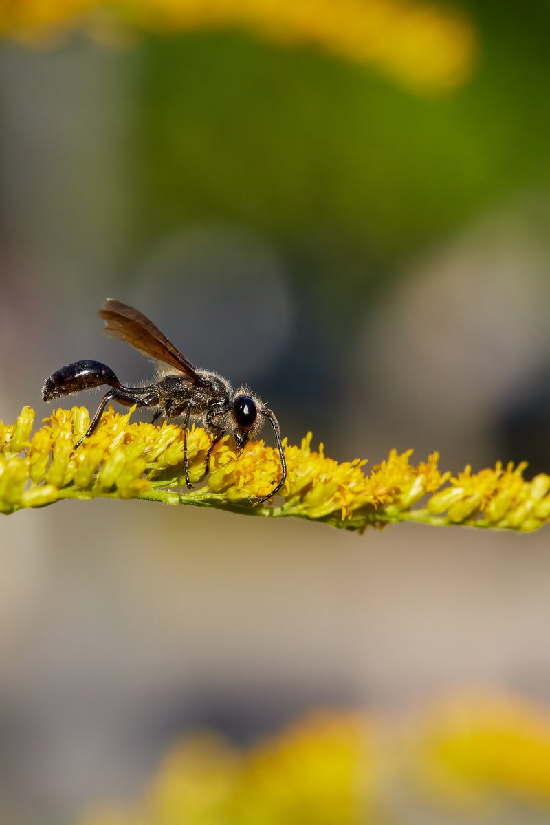 MacroMarie's tweet photo. who doesn't love a thread-waisted wasp on goldenrod flowers?? 

📷 100mm f/2.8 Macro Lens https://t.co/zWPpyjLxWy
