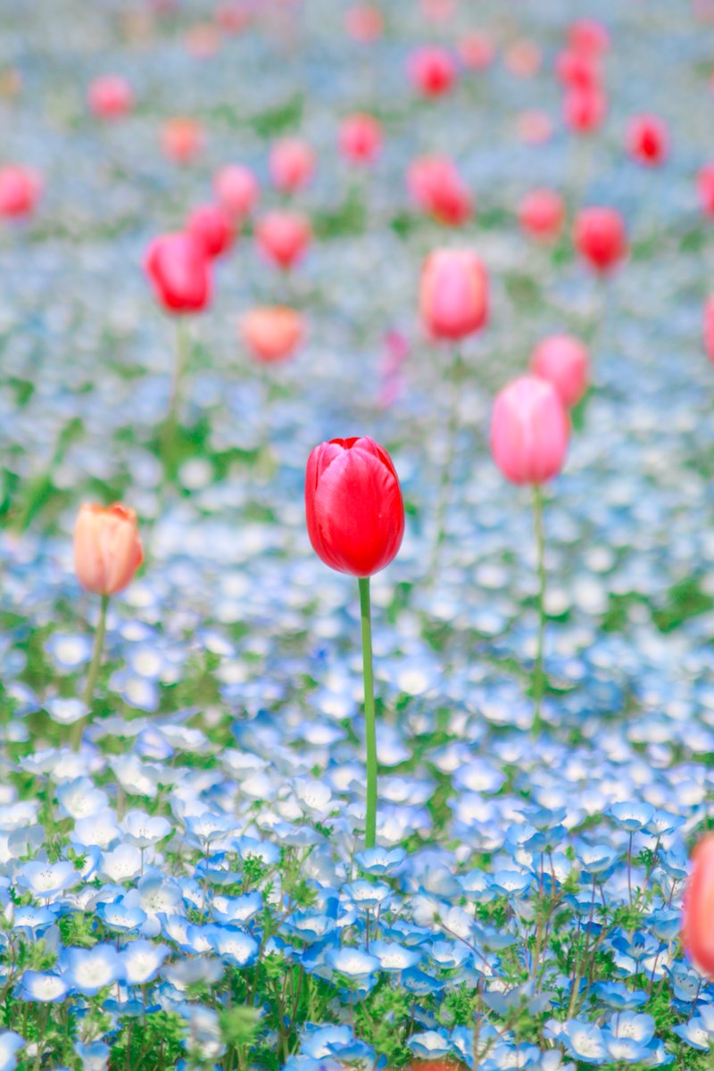 66___boc's tweet photo. カラフルなお花に愛を込めて。 https://t.co/XPF4M7ve7P