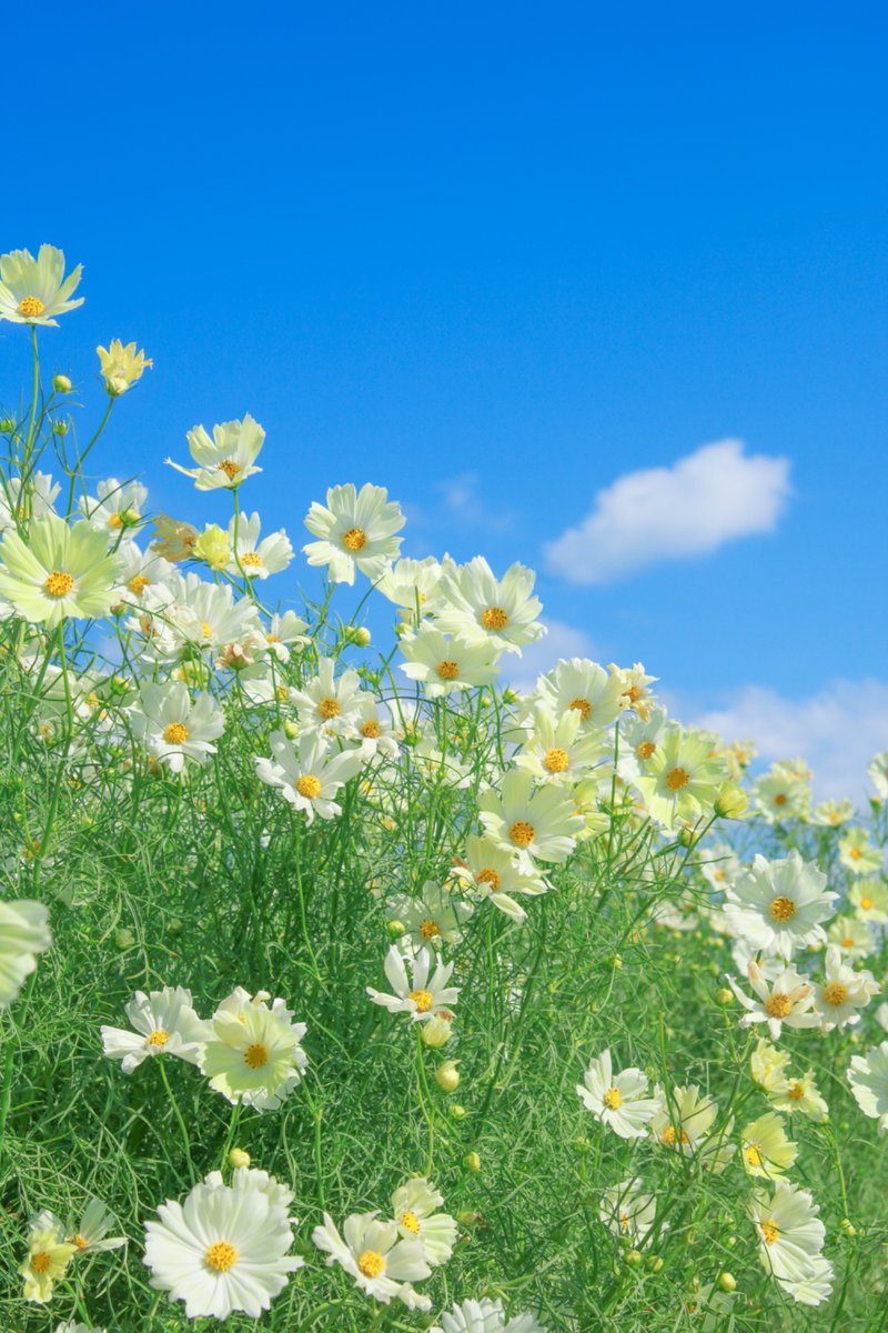 66___boc's tweet photo. カラフルなお花に愛を込めて。 https://t.co/XPF4M7ve7P