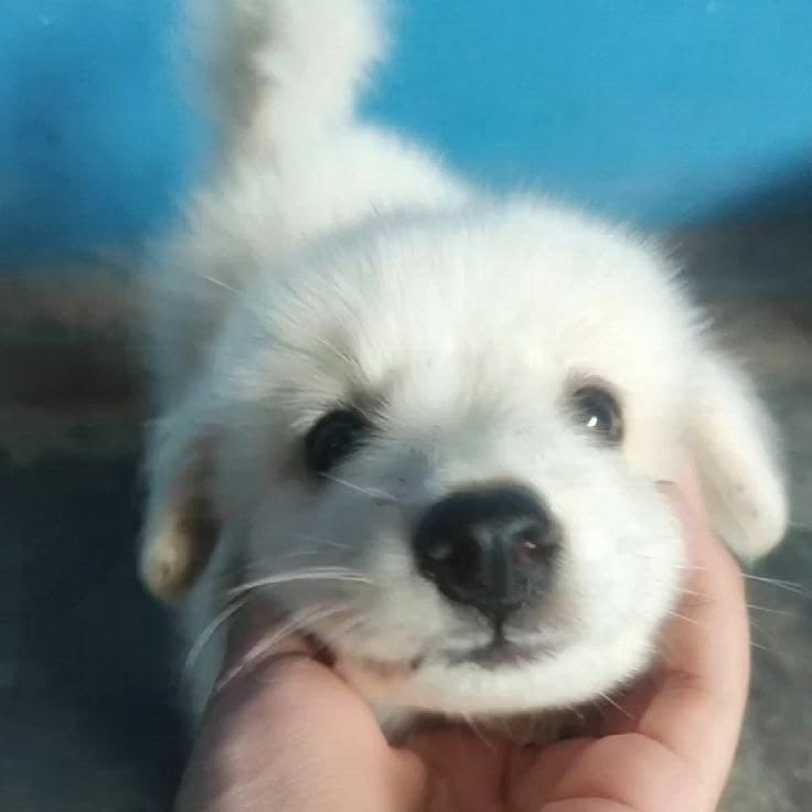 WannabeMutt's tweet photo. @m6sws Who’sa good boyyy https://t.co/5VWzSoYFSL