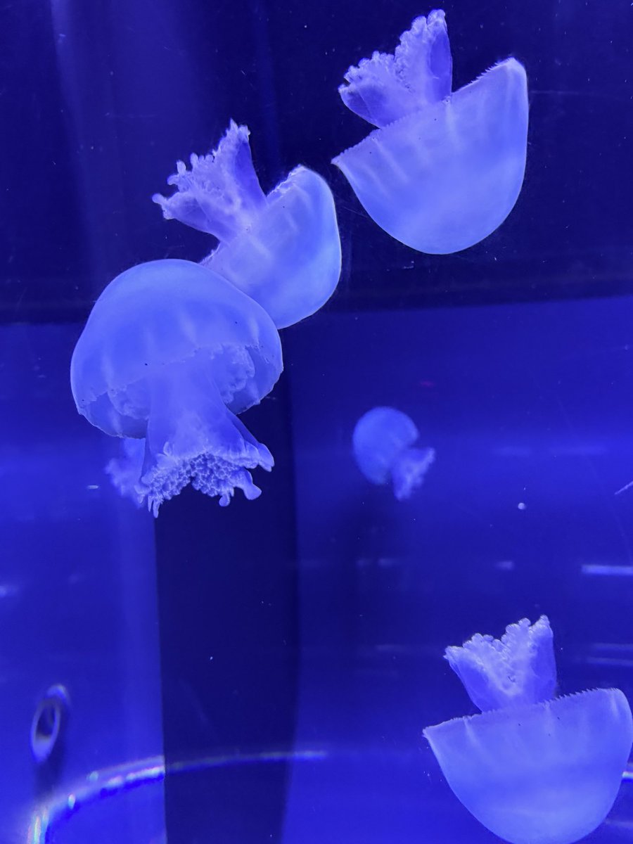 sora_160622's tweet photo. 水族館！ https://t.co/NJd893vzS2