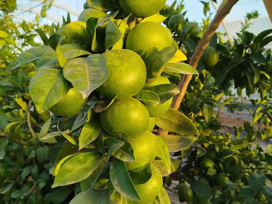 eComercioAgr's tweet photo. 🍊 Los cítricos arrancan con precios estables, pero con dos alertas: Okitsu y Navelina cotizan por debajo de sus costes de producción, según @ava_asaja.
Las compras llegan más tarde y con mayor cautela.
https://t.co/zEmKPtW5UE
#Cítricos #ECAFruits https://t.co/eeyGZFeRle