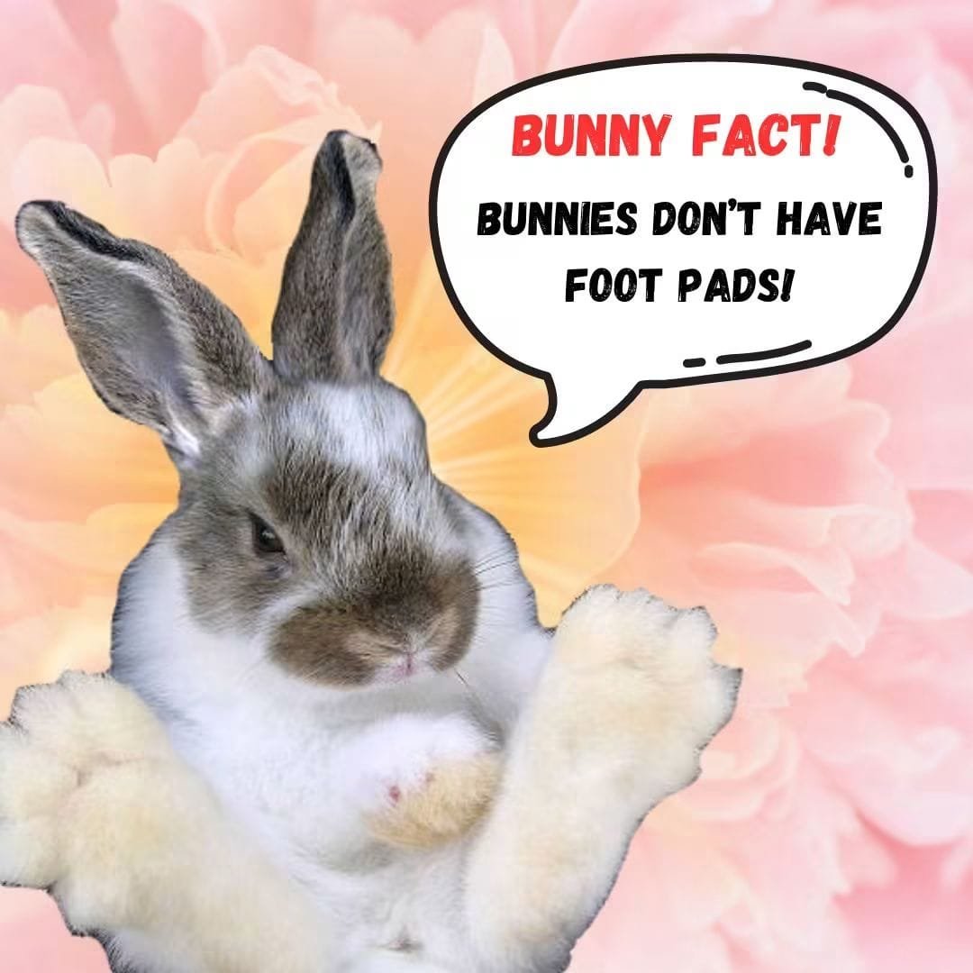Fumiery's tweet photo. bunnies don't have paws! #animalhospital https://t.co/HIXX2QKJ7w
