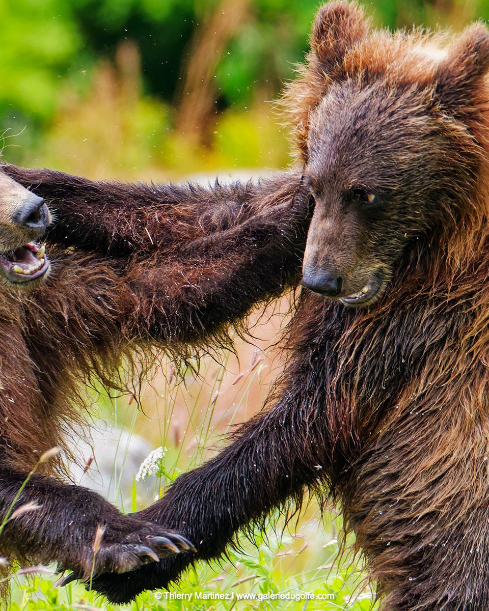 PaulaPerlekat's tweet photo. 2/3 Two young grizzly bears, about 18 months old, play-fighting in the Chilkoot River, Haines, Alaska. This photo is part of a panoramic image—see all three on my profile. ©Thierry Martinez https://t.co/ofAPgvaodE