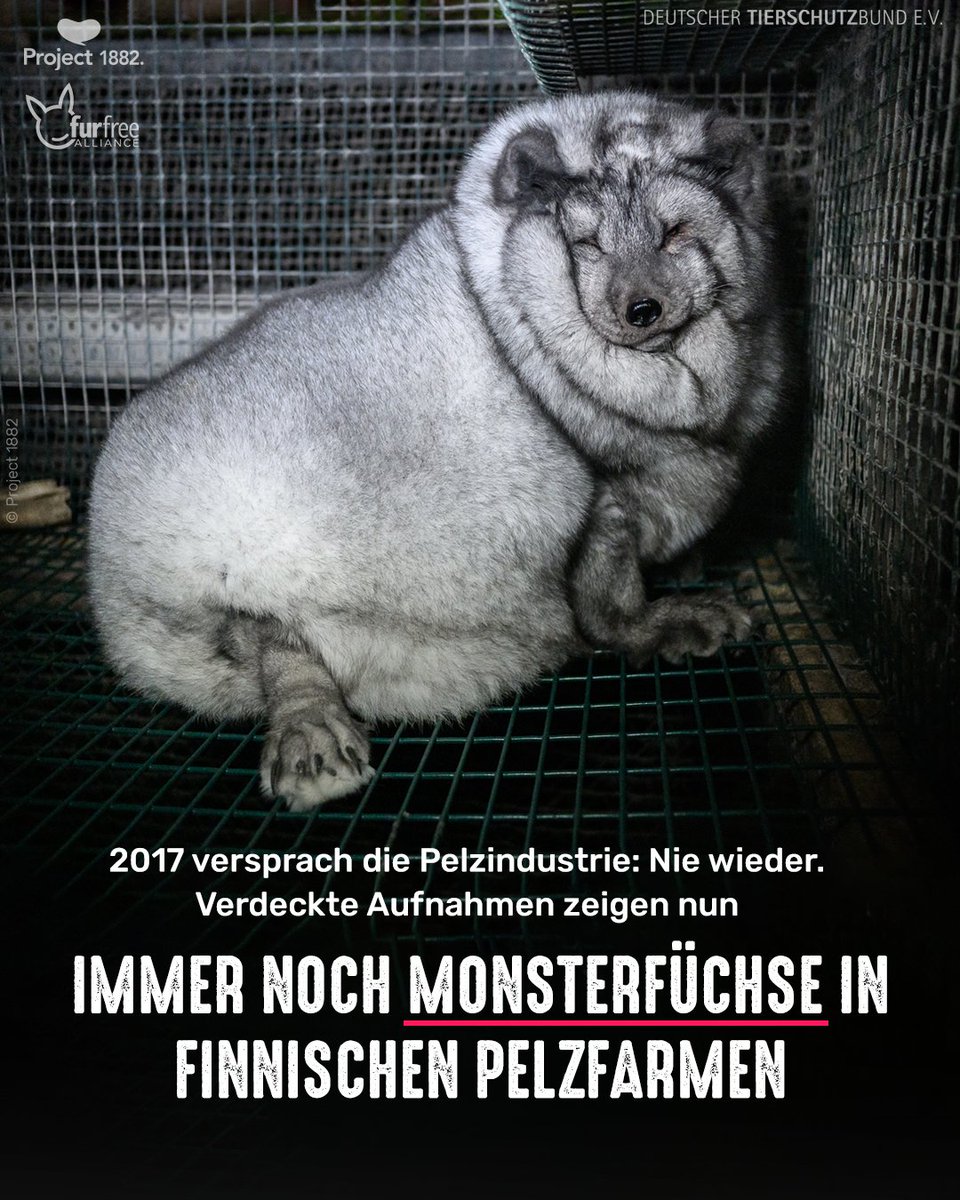 tierschutz_bund's tweet photo. 🦊 Trotz jahrelanger Versprechen werden in Finnland immer noch Füchse in Pelzfarmen gehalten, die auf riesige Fellmengen gezüchtet werden – mit extremen Hautfalten, Augenentzündungen, Verletzungen und eingeschränkter Beweglichkeit. 💔

Das zeigen neue Aufnahmen von Project 1882. https://t.co/ZUwKRYxaOw