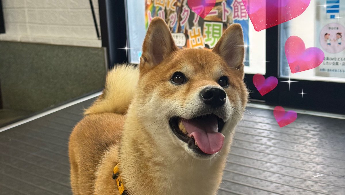 KTV12ch's tweet photo. 昨日かわいいお客様がいらっしゃいました🐕
スマホのお客様の愛犬「リク」君。
とってもお利口にしてました😊

２枚目は２階から若い男性社員R君が降りて来た時の嬉しそうな表情😍
遊んでくれると思ったのか、飛びついてました🙌 https://t.co/UeiMhYe6po