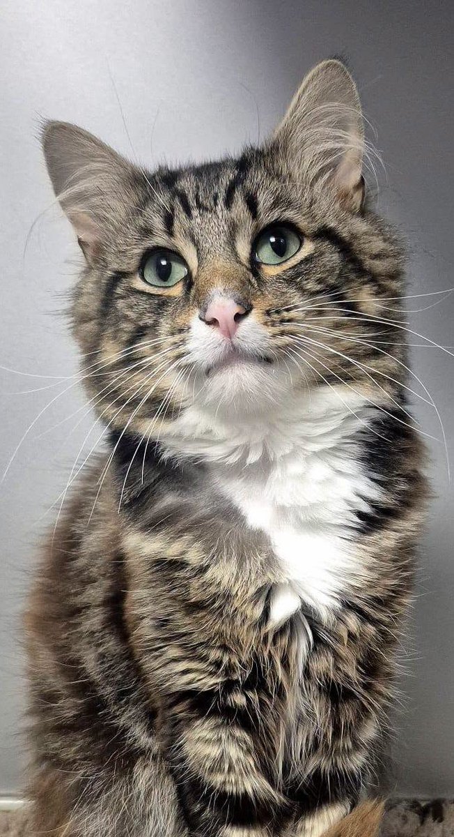 GalwaySPCA's tweet photo. Handsome Kenny still has had no one come forward to claim him.

This charming young fella has begun his vet work and will begin his search for his forever home soon. https://t.co/uJlU06dmWO