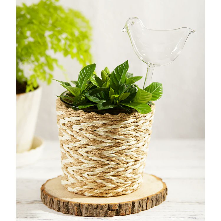 Anggifeb10's tweet photo. Turn an old mason jar into a trendy planter for small herbs! No fancy tools needed – just paint, twine, and a bit of creativity. Perfect for adding green vibes to your desk. https://t.co/xI7EO80Wg1