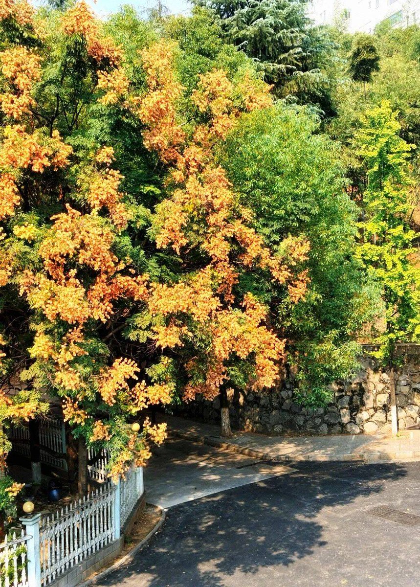 XxMyChemSleepxX's tweet photo. Fall breeze is carrying the scent of osmanthus, perfect for a cozy afternoon walk!， https://t.co/zic9KYDuK8