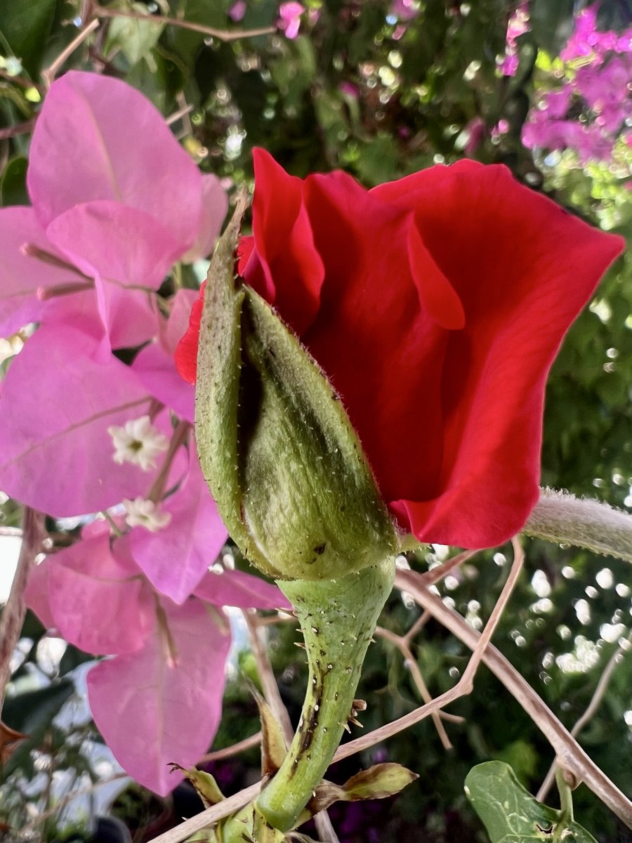 Cyber990M's tweet photo. 🌹🌸🍀Buongiorno 😎 https://t.co/dqGKDXmOgd