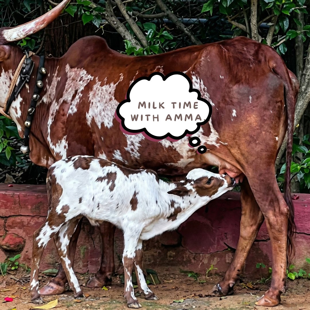 CHUKKIMANE's tweet photo. What does a calf do all day at ChukkiMane? 🐄👀

Milk with Amma. 🌿
Explore the farm.
Meet new friends.
Then… nap. 😴❤️

Which part would you want to see? 👇

#ChukkiMane #FarmLife #Karnataka https://t.co/cFrA85IhJT