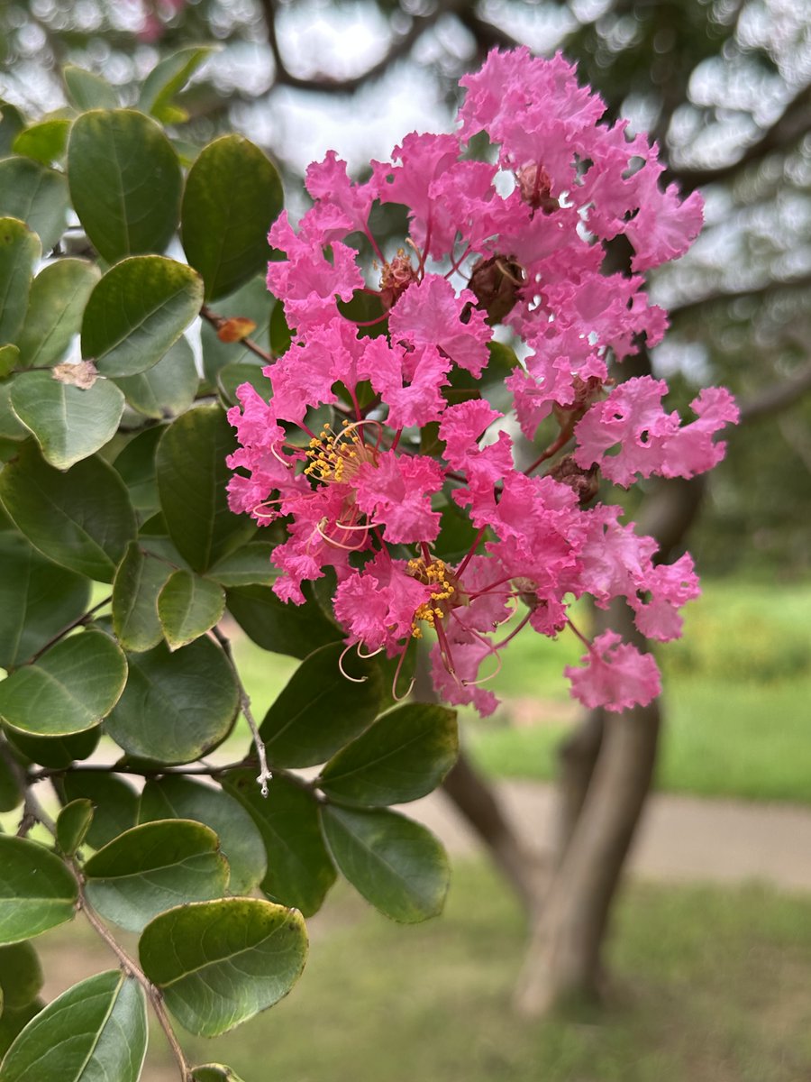 gyouda_p's tweet photo. サルがすべりそうなくらい、幹がツルツルしているのでサルスベリという名前がつきました。
花は夏に咲き、咲いている日数が長いので百日紅とも呼ばれます。
花言葉は、「雄弁」「愛嬌」「あなたを信じる」
#千葉県立 #行田公園 #船橋市 https://t.co/M5UUjUVE9i