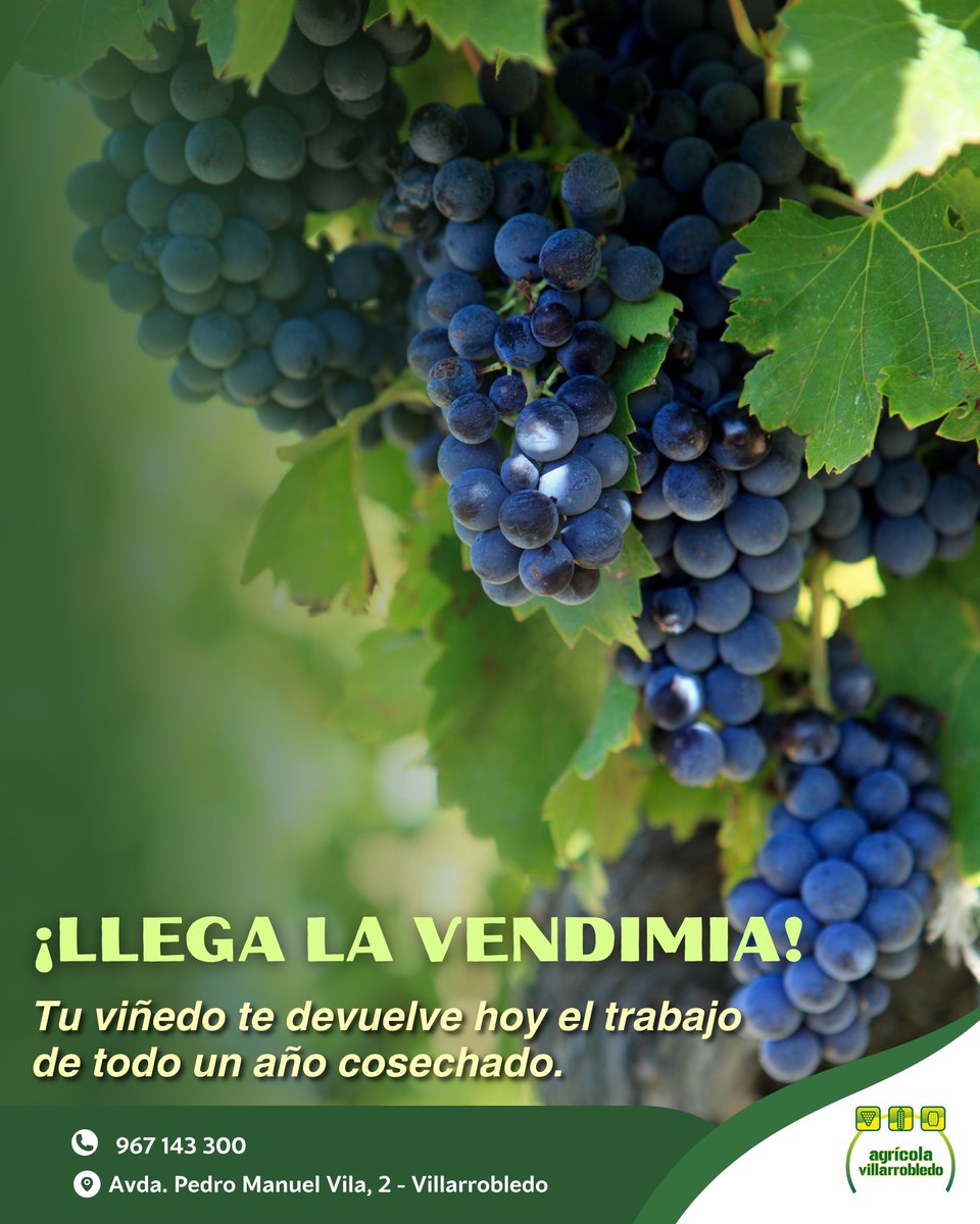 agricolavdo's tweet photo. 🍇Llega la vendimia, después de meses de trabajo en el viñedo, toca recoger el fruto de toda la campaña.

🚜En Agrícola Villarrobledo seguimos cerca del campo en cada etapa del cultivo.

#Vendimia #Viñedo #Agricultura #CampoEspañol #villarrobledo https://t.co/L8A4bBDuM9